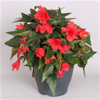 Rivulet<sup>®</sup> Double Red Begonia Boliviensis