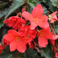 Rivulet<sup>®</sup> Deep Rose Begonia Boliviensis
