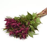 Celway™ Purple Celosia