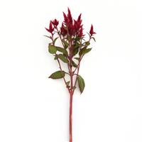 Celway™ Red Celosia