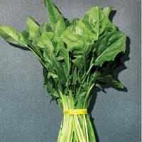 Imperial Green Spinach