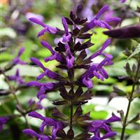 Purple & Bloom Salvia