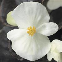 Harmony Plus White Begonia
