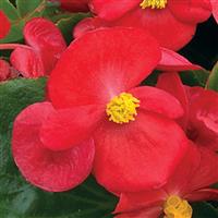 Bada Bing Scarlet Begonia