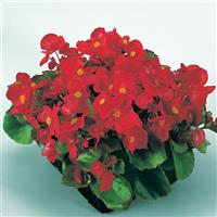 Super Olympia Red Begonia