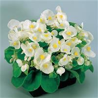 Super Olympia White Begonia