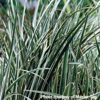 Grass Acorus gramineus Variegated