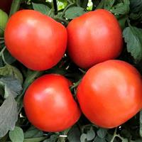 Rambler Tomato