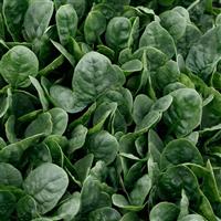 Countryside Spinach