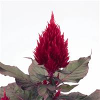 Smart Look Red Celosia