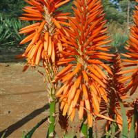 Aloe Safari Orange