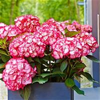 Kanmara<sup>®</sup> Strong Pink Hydrangea macrophylla