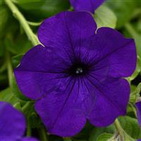 Main Stage™ Violet Petunia
