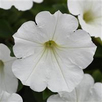 Main Stage™ White Petunia