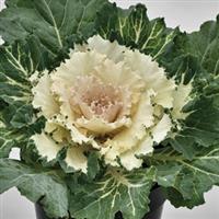 Osaka White Flowering Kale