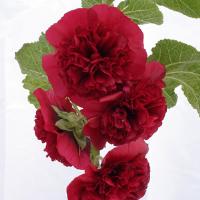 Alcea Chater's Maroon