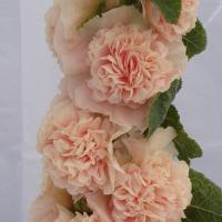 Alcea Chater's Chamois Rose