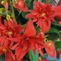 Funky Scarlet Begonia