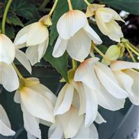 Groovy White Begonia
