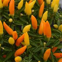 Sedona Sun Ornamental Pepper