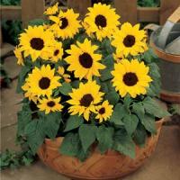Ballad Sunflower