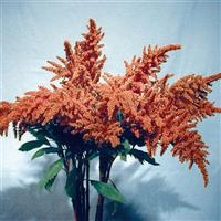 Copperhead Amaranthus