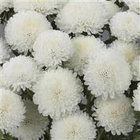 Bonita White Cut Flower Aster