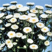 Matsumoto White Cut Flower Aster
