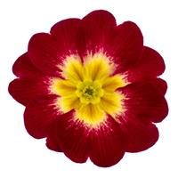 Dania Red Bicolor Primula Acaulis