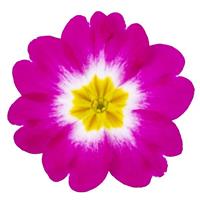 Dania Rose Bicolor Primula Acaulis