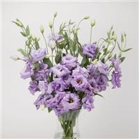 ABC™ 2 Lavender Lisianthus