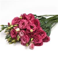 Can Can Carmine Rose Lisianthus