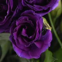 Can Can Purple Lisianthus