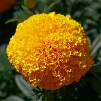 Coco Gold African Marigold