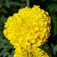 Coco Yellow African Marigold