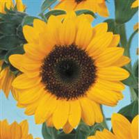 Sunbright Supreme Sunflower