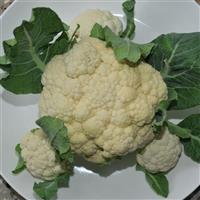 Multi Head White Cauliflower