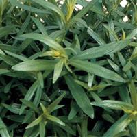Artemisia dracunculus French Tarragon