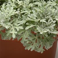 Artemisia Silver Brocade