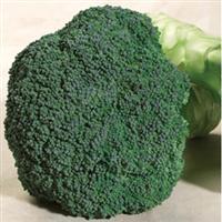 Emerald Crown Broccoli