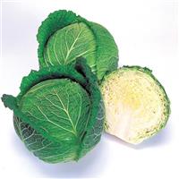 Savoy Ace Cabbage