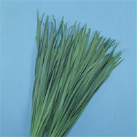 Chinese Broad Leaved Chives