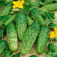 Pick A Bushel Cucumber
