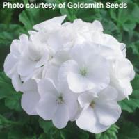 Maverick White Geranium