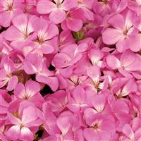 Multibloom Pink Geranium