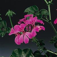 Tornado Rose Ivy Geranium