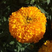 Bali Orange African Marigold