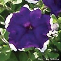 Hulahoop Blue Petunia