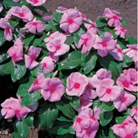 Victory Light Pink with Red Eye Vinca