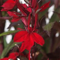 Lobelia Starship™ Scarlet Bronze Leaf